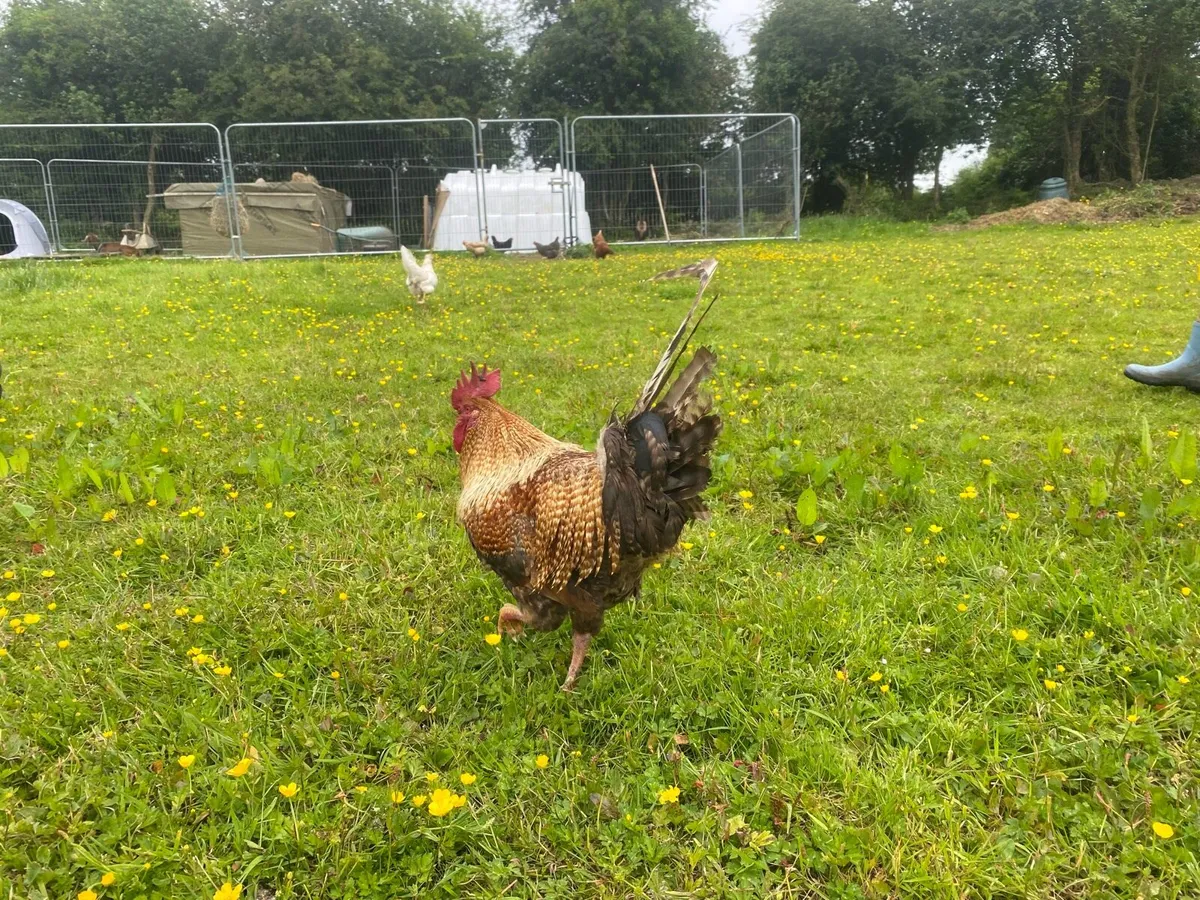 Rooster - Image 3