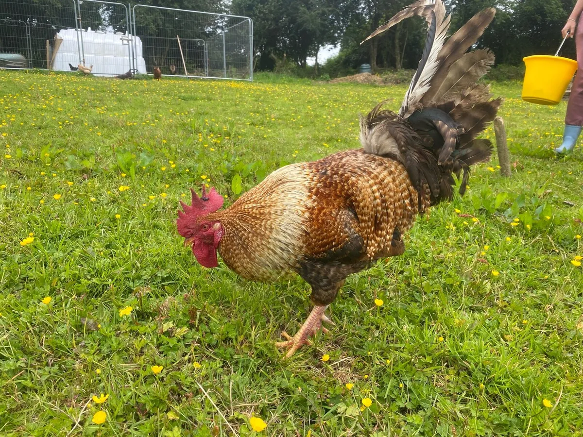 Rooster - Image 4