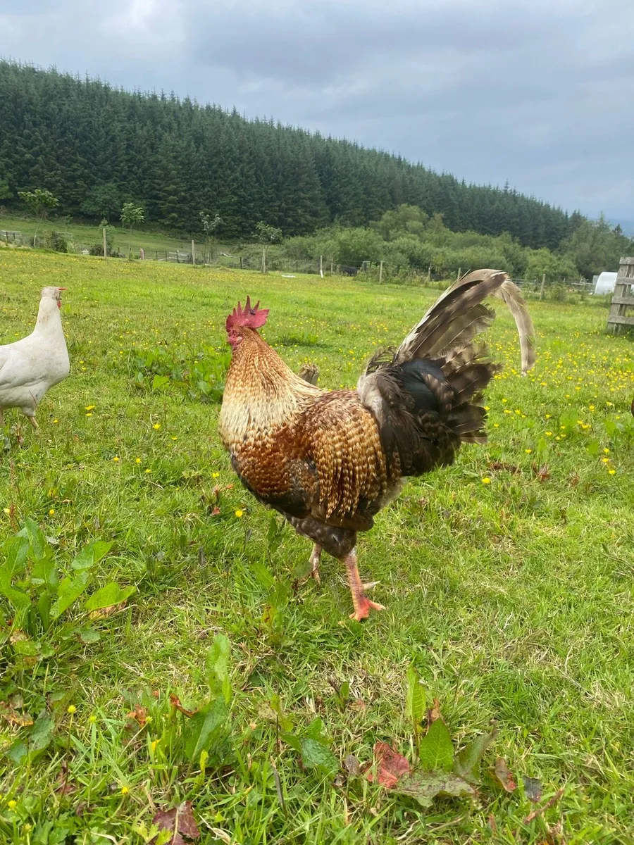 Rooster - Image 1