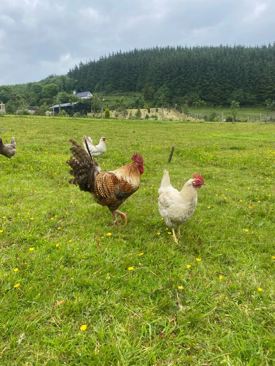 Rooster - Image 2