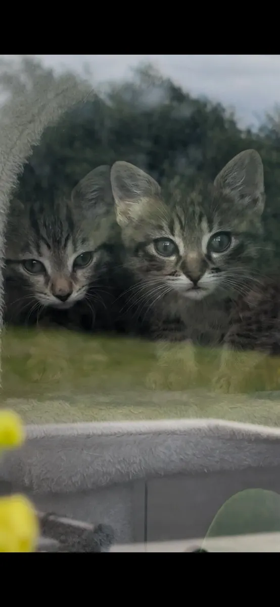Kittens - Image 1