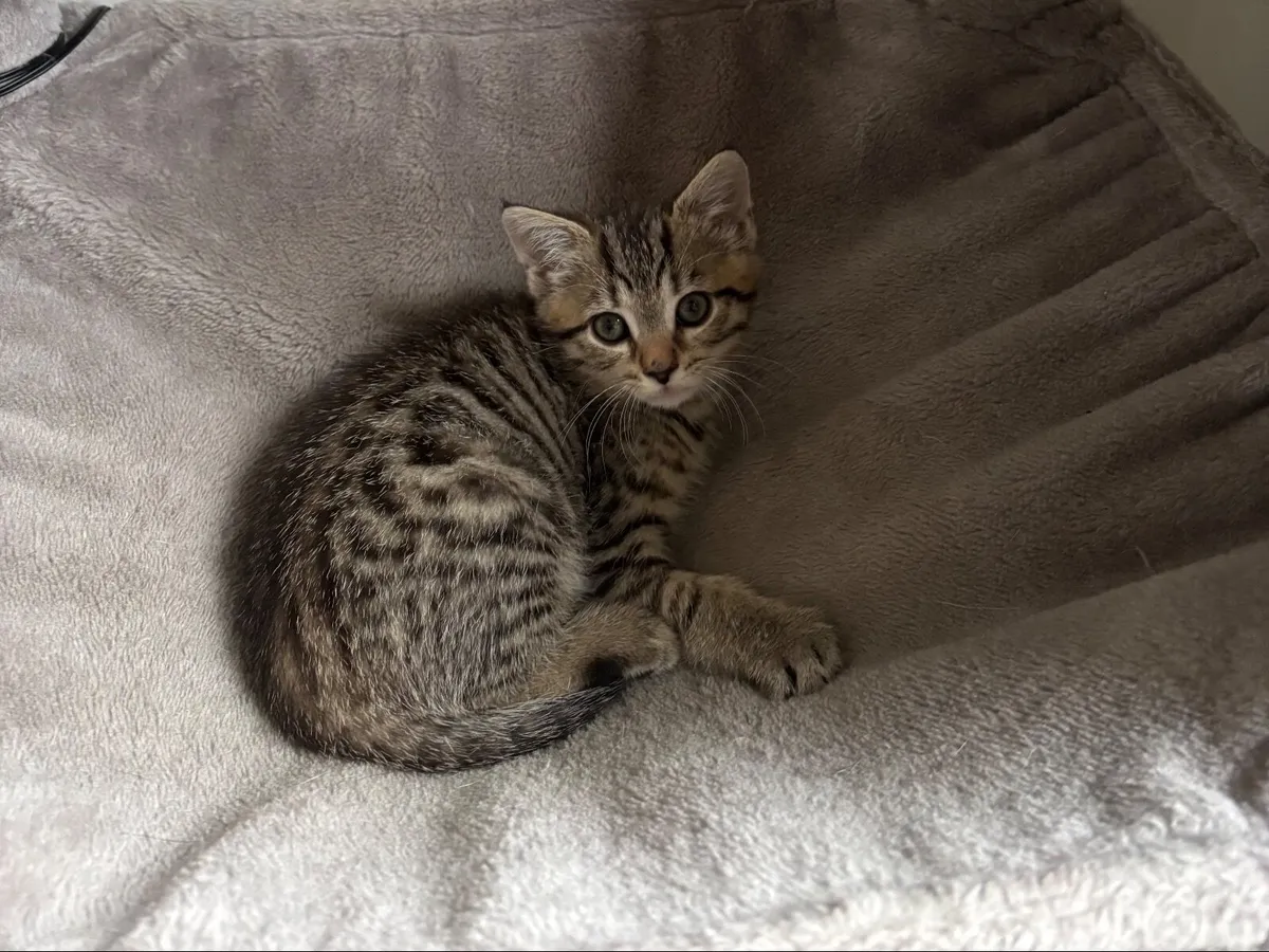 Kittens - Image 2
