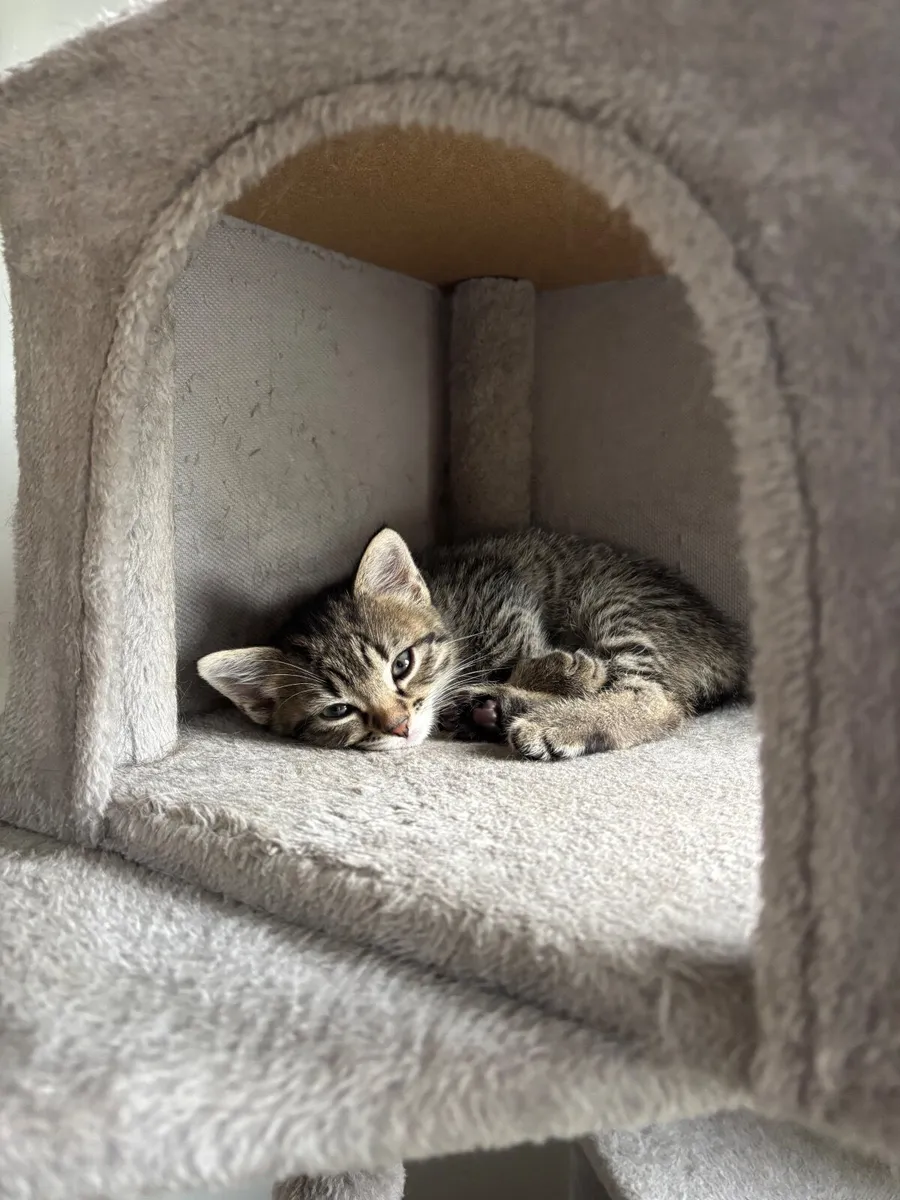 Kittens - Image 3