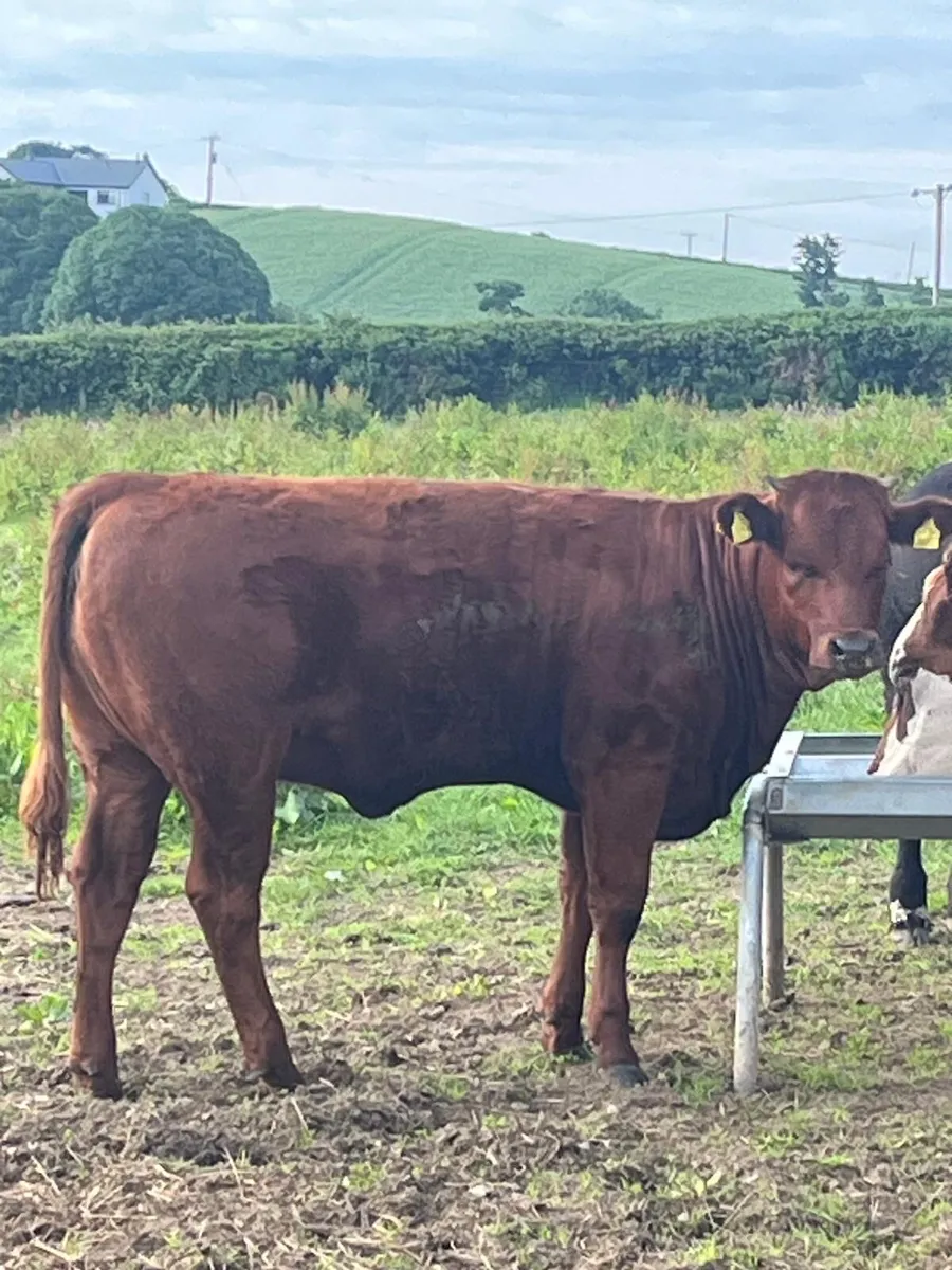 Beef cows and calves - Image 1