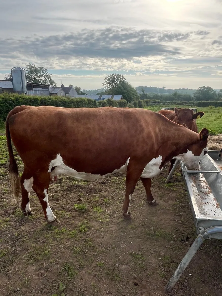 Beef cows and calves - Image 2