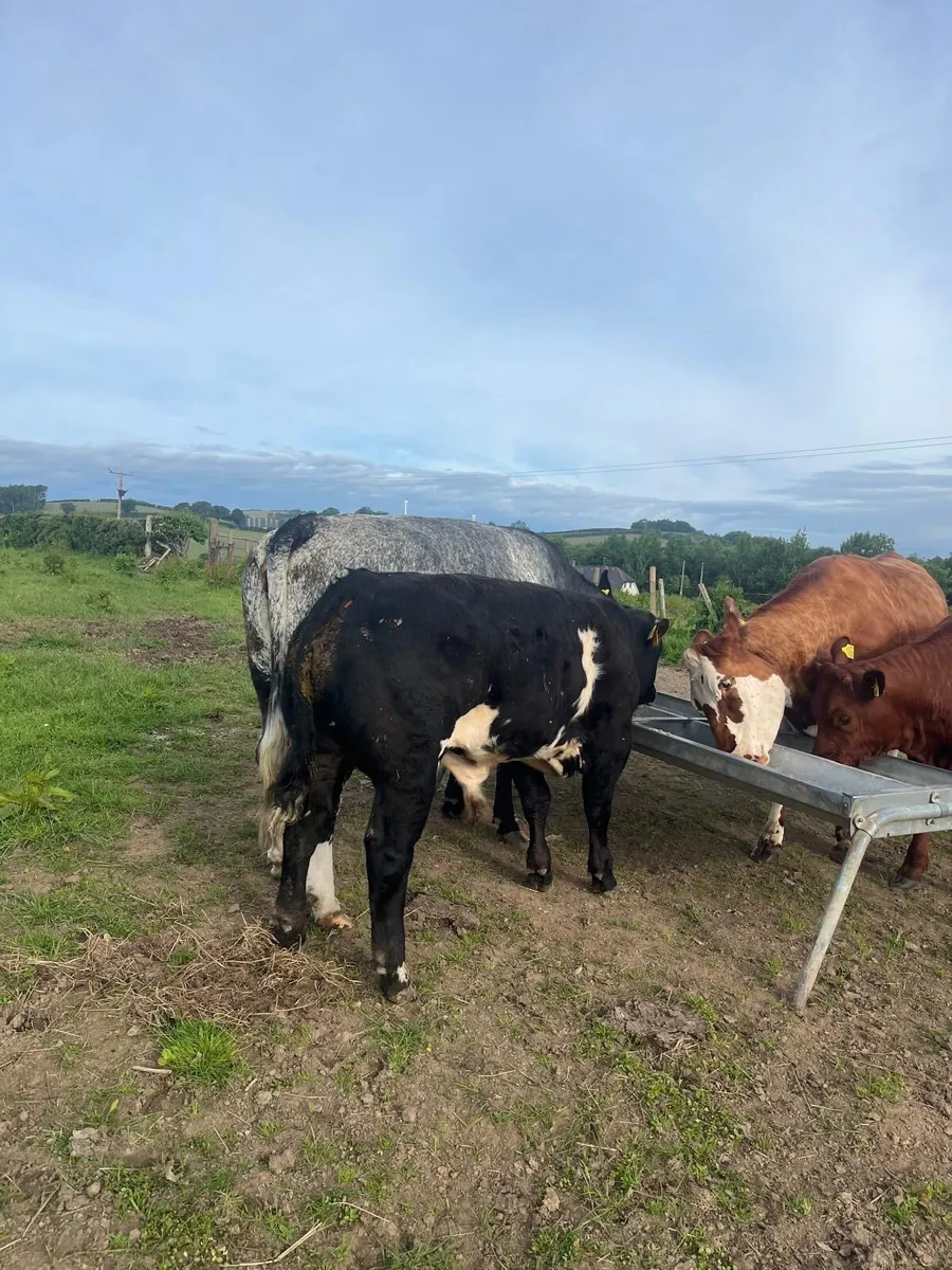 Beef cows and calves - Image 3