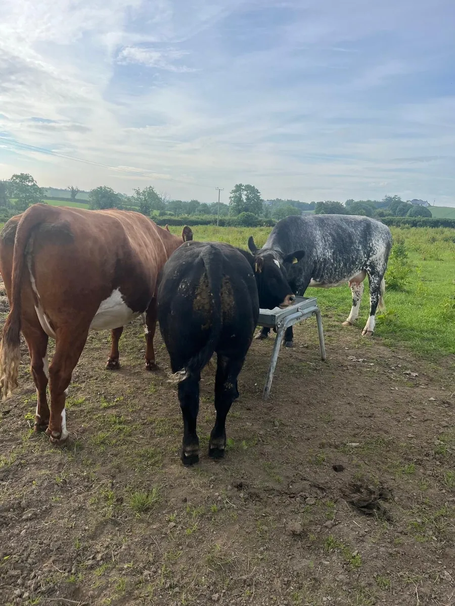 Beef cows and calves - Image 4