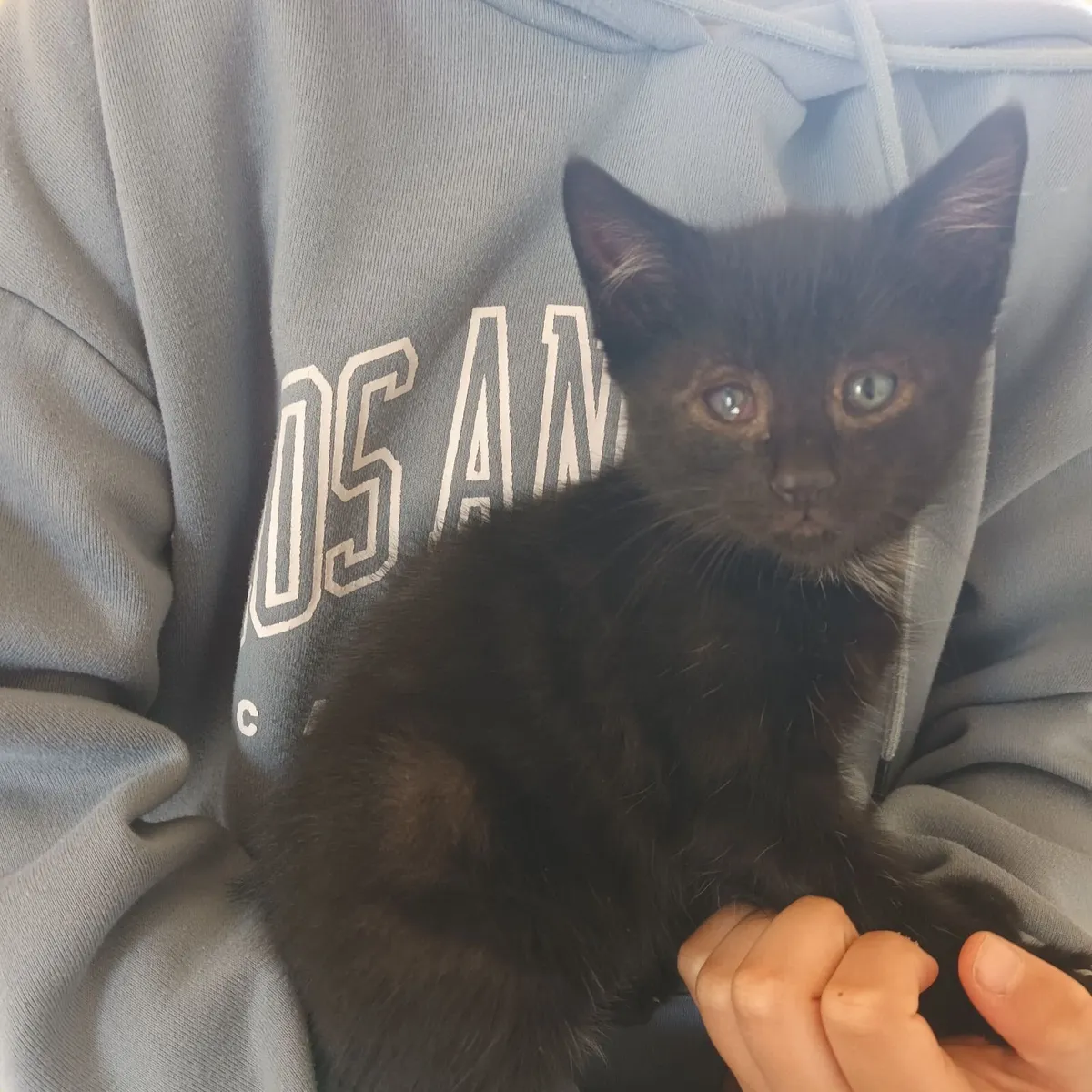 Kittens - Image 2