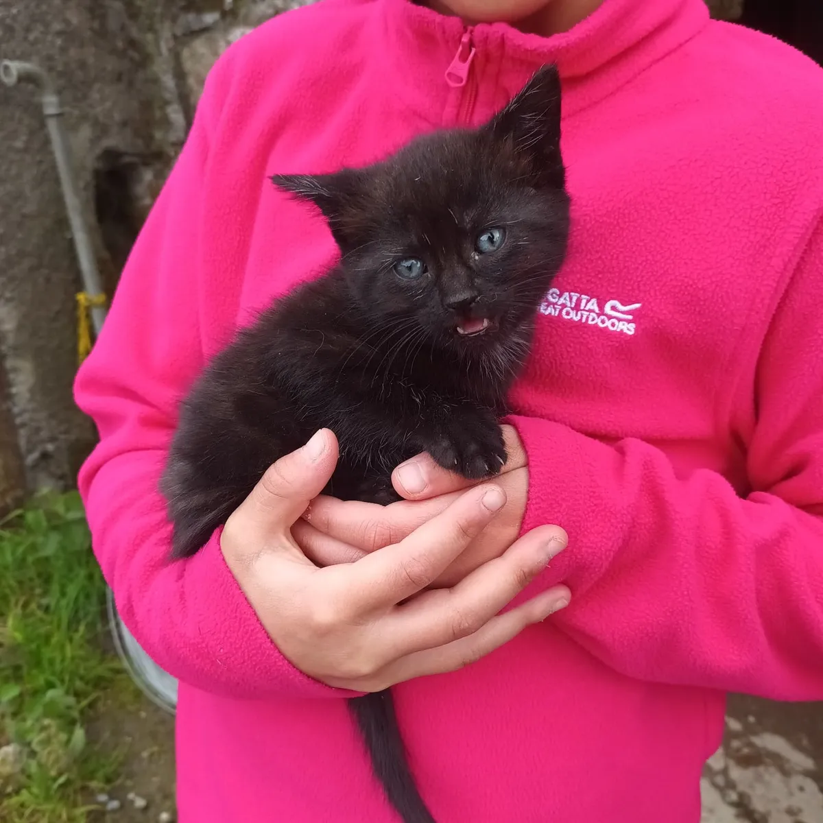 Kittens - Image 1