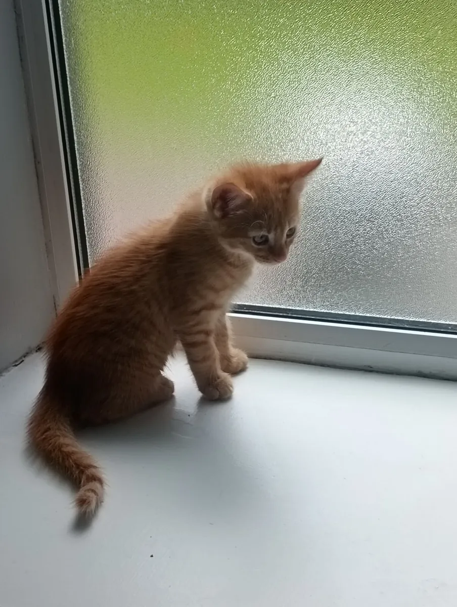 Free Kitten - Image 1