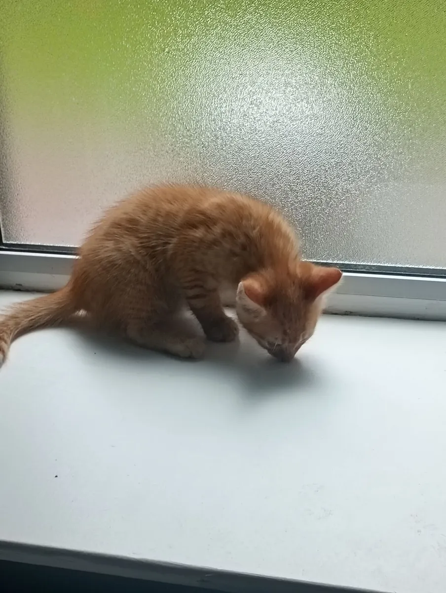 Free Kitten - Image 3