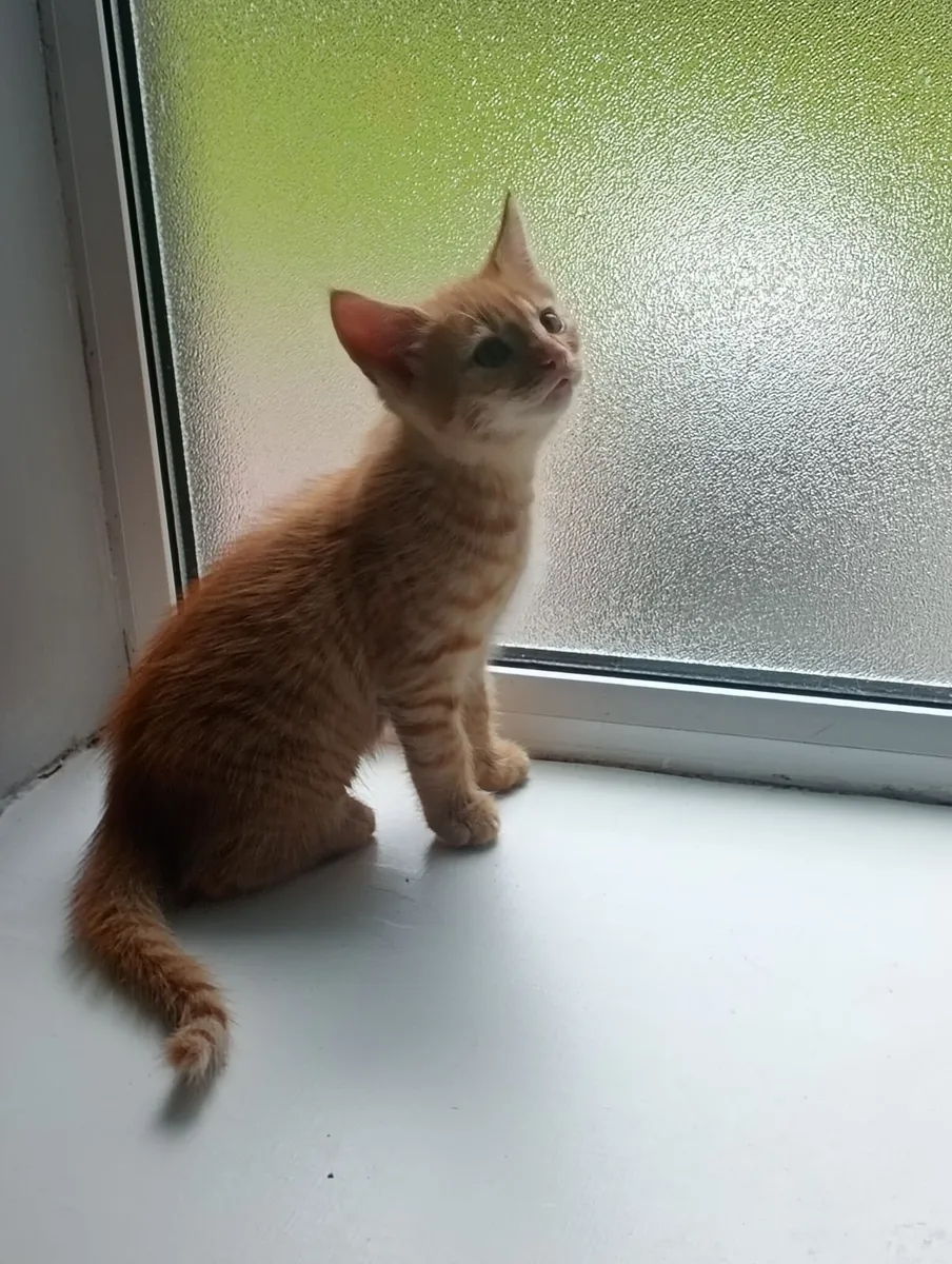Free Kitten - Image 2