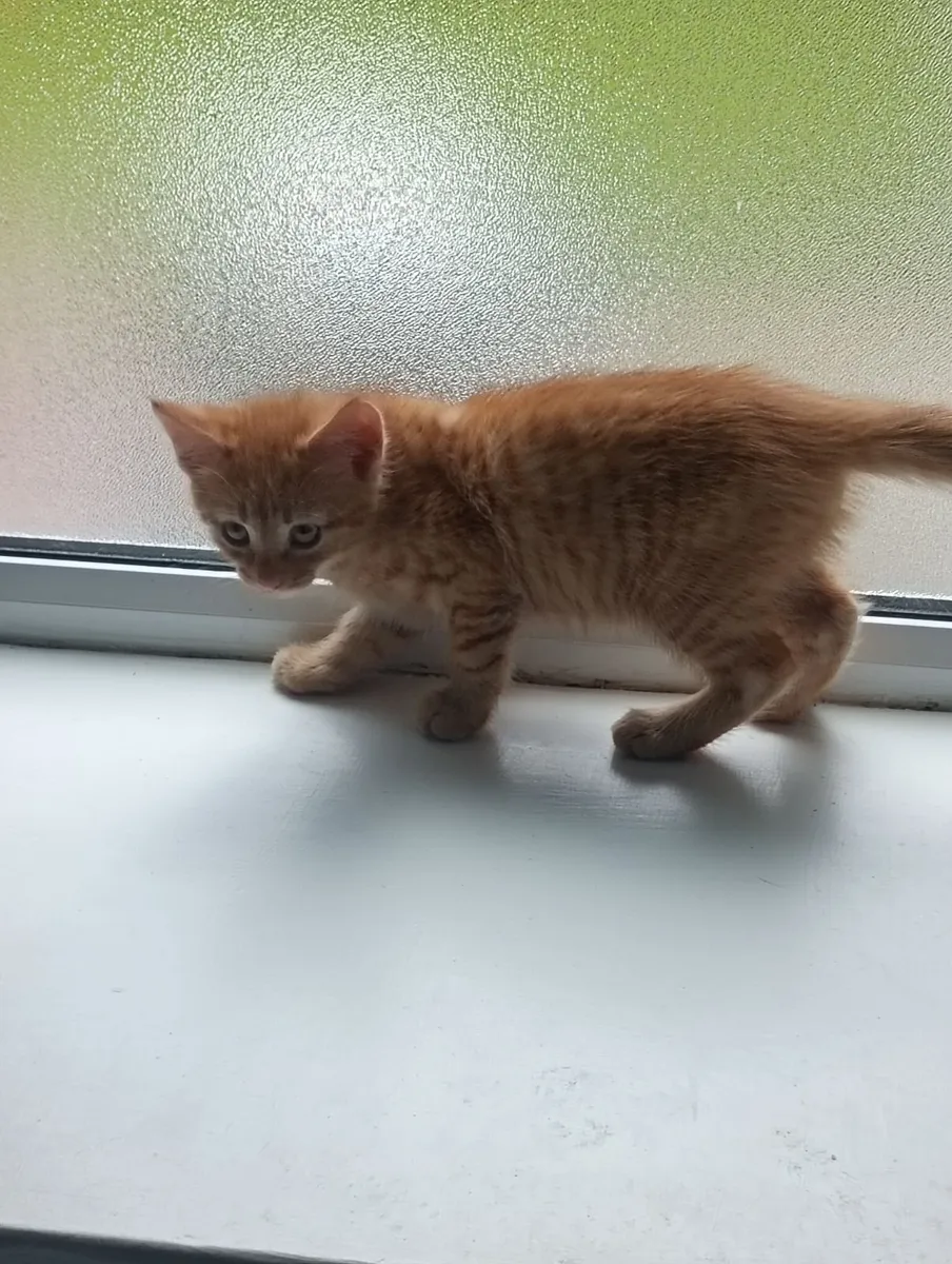 Free Kitten - Image 4