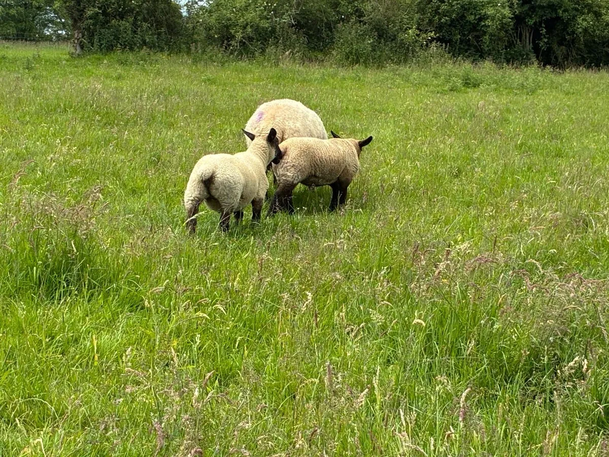 Dowra Mart Friday 19th - 15 hoggets with 21 lambs - Image 1