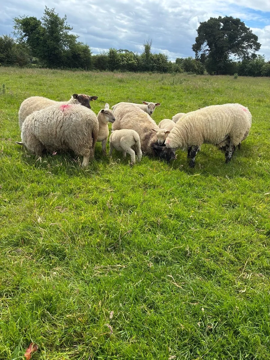 Dowra Mart Friday 19th - 15 hoggets with 21 lambs - Image 2