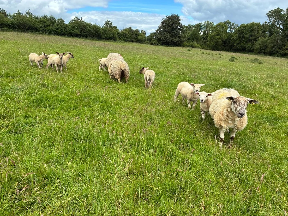 Dowra Mart Friday 19th - 15 hoggets with 21 lambs - Image 3