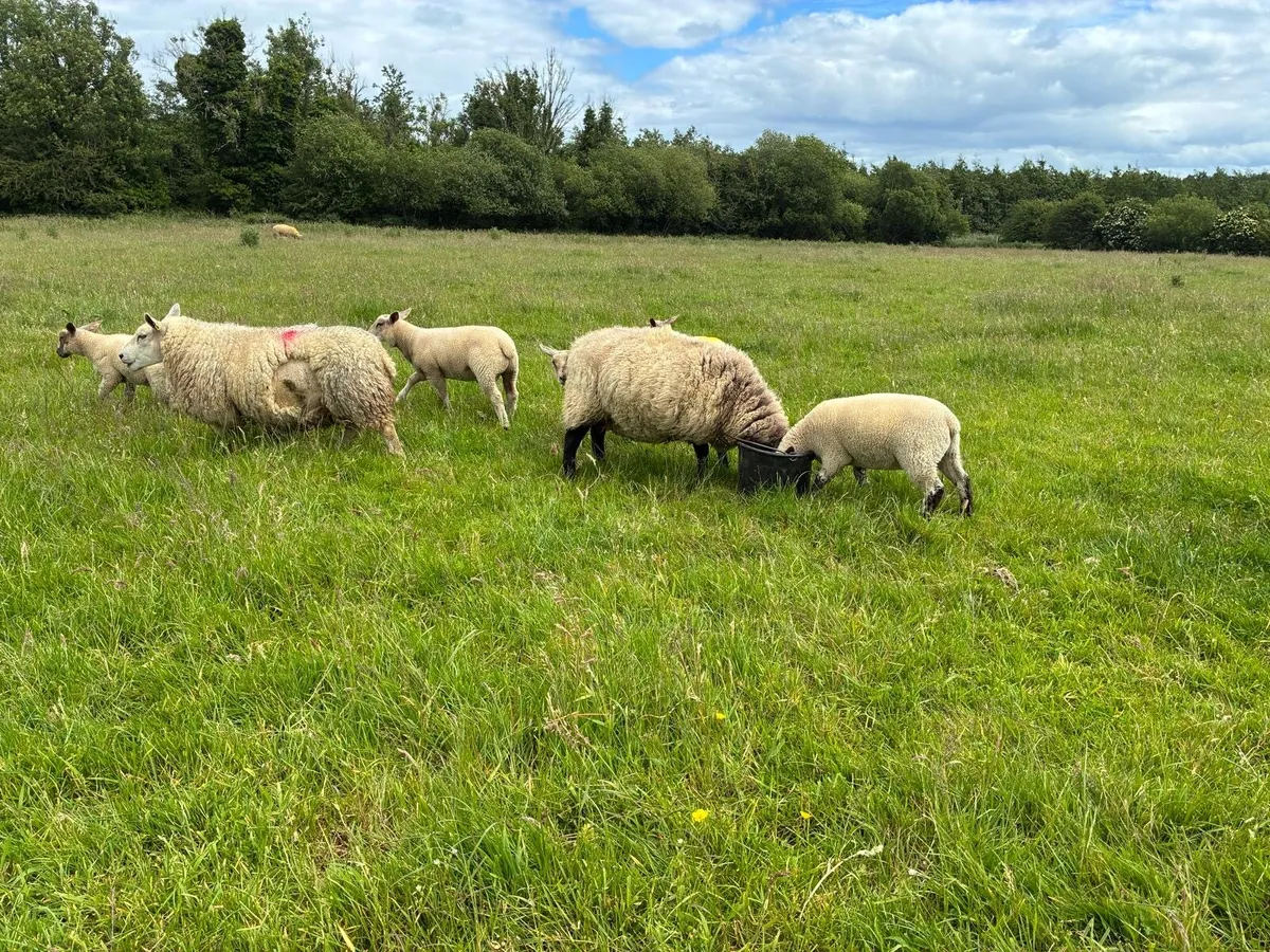 Dowra Mart Friday 19th - 15 hoggets with 21 lambs - Image 4