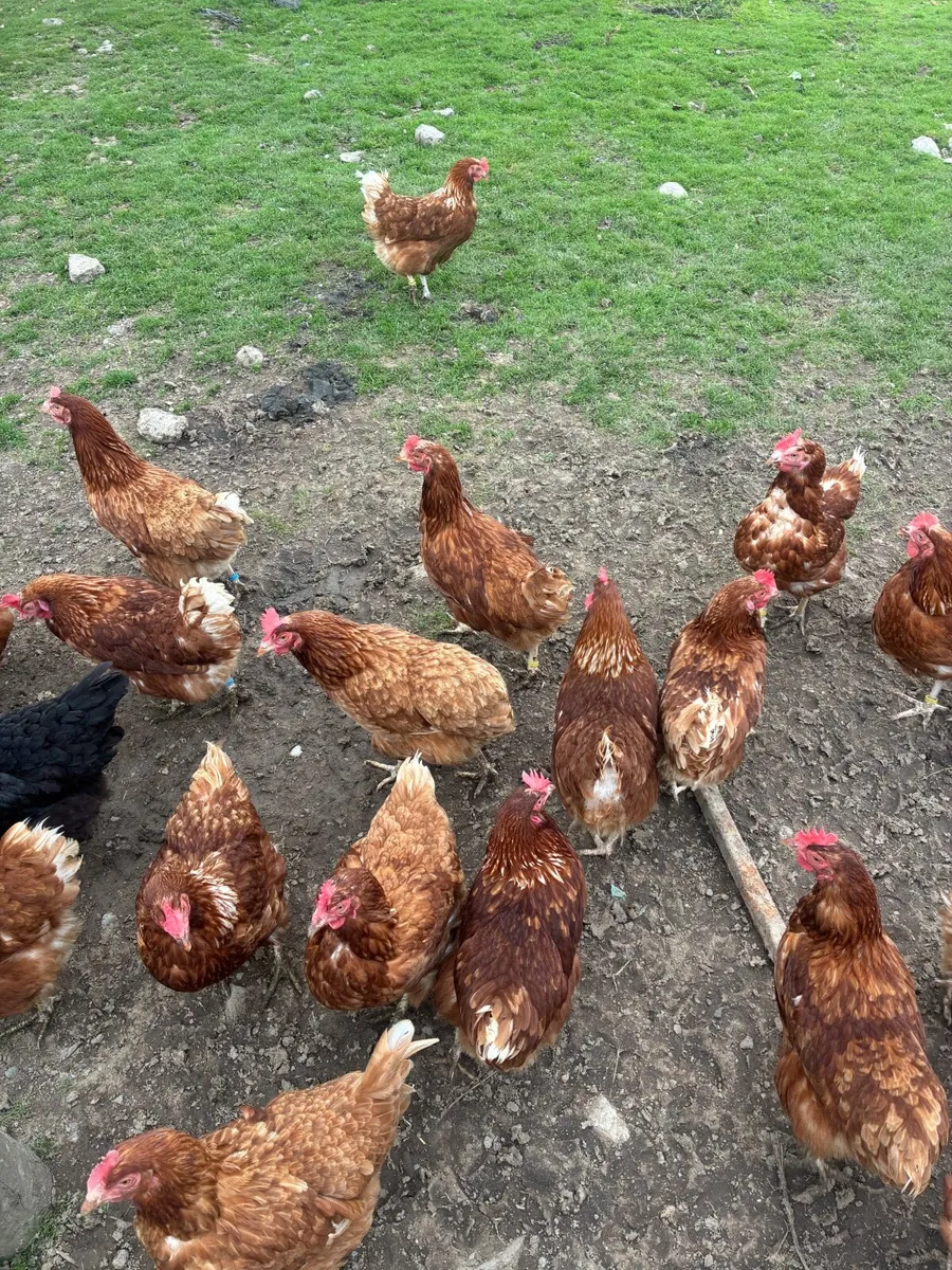 Hens