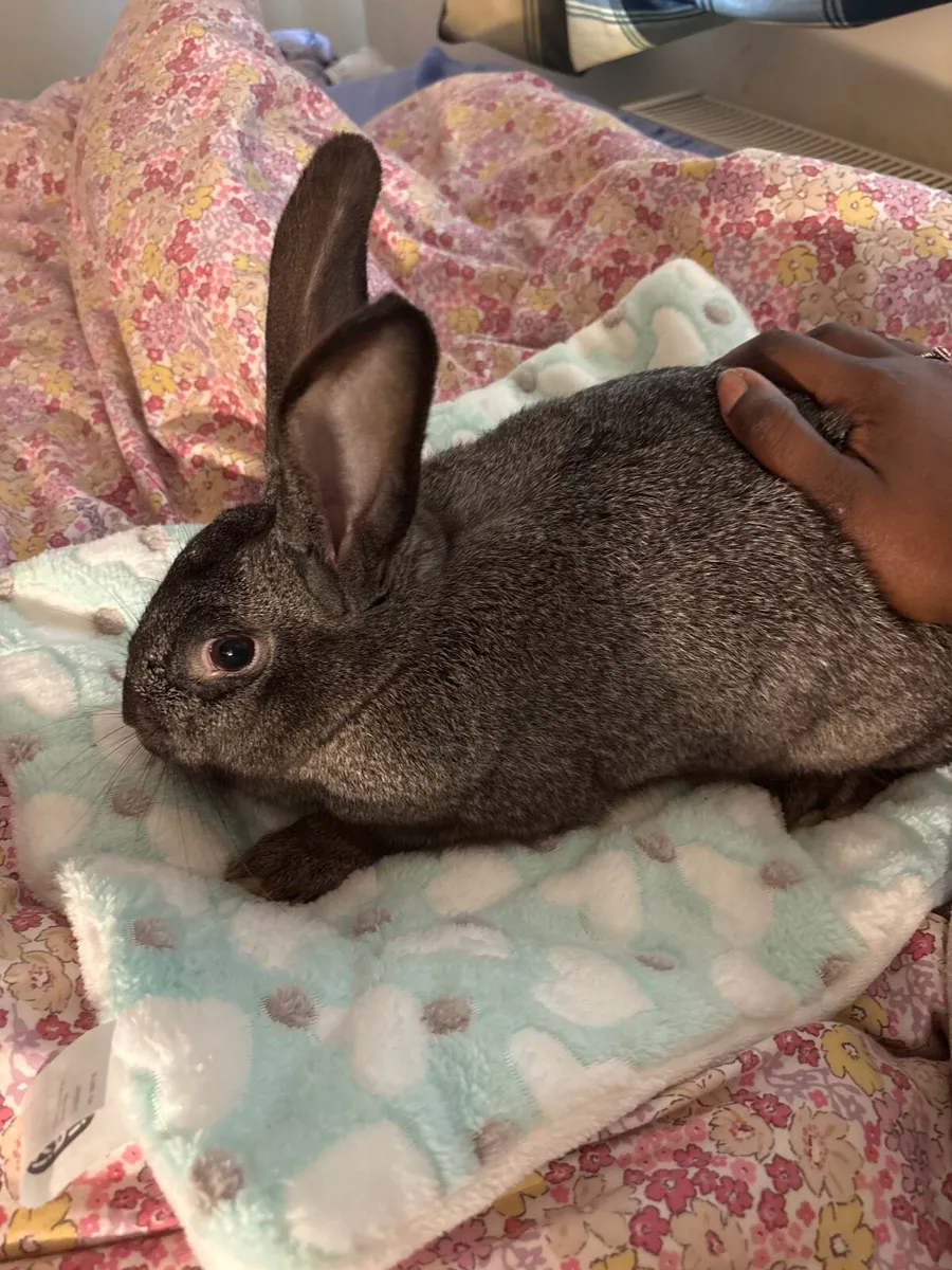 Rabbit For Sale - Image 1