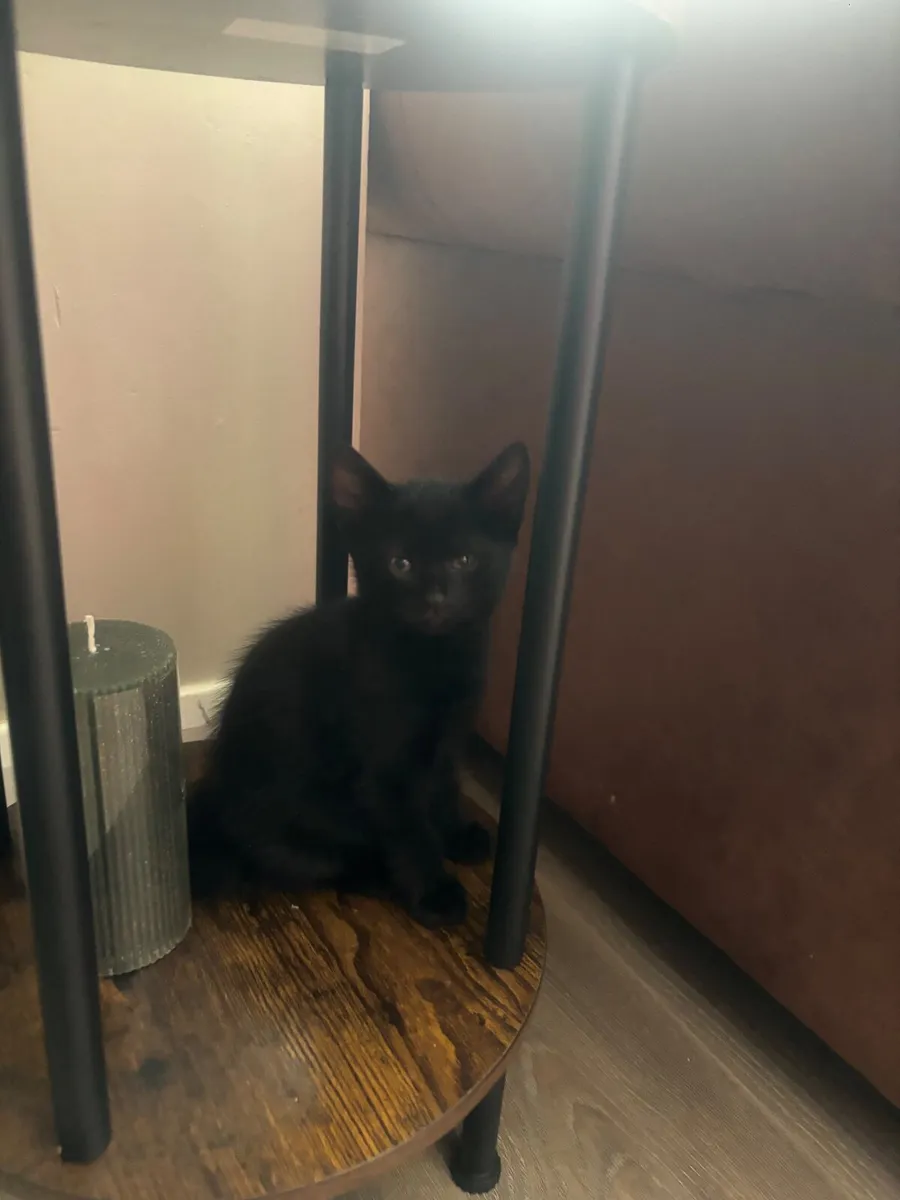 Gorgeous Kittens for sale - Image 1
