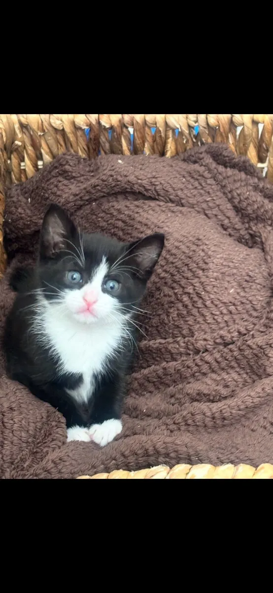 Gorgeous Kittens for sale - Image 2