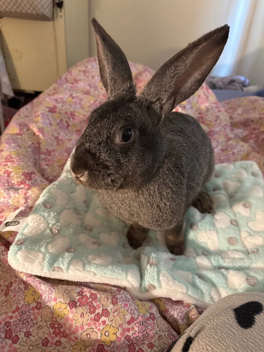 Rabbit For Sale - Image 2