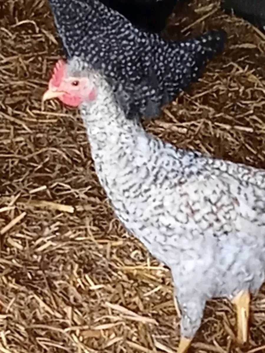 Chicks - Image 2