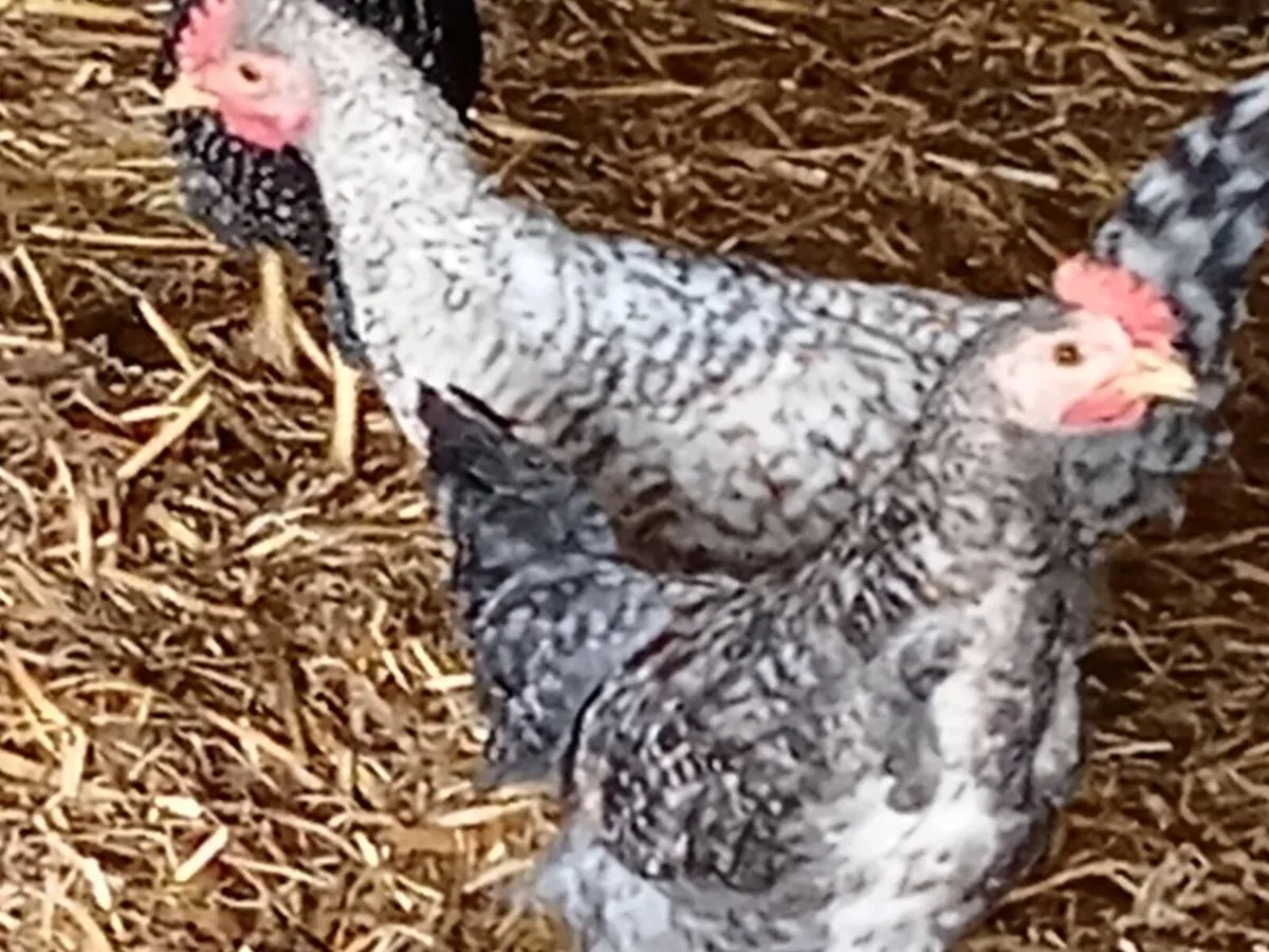 Chicks - Image 3