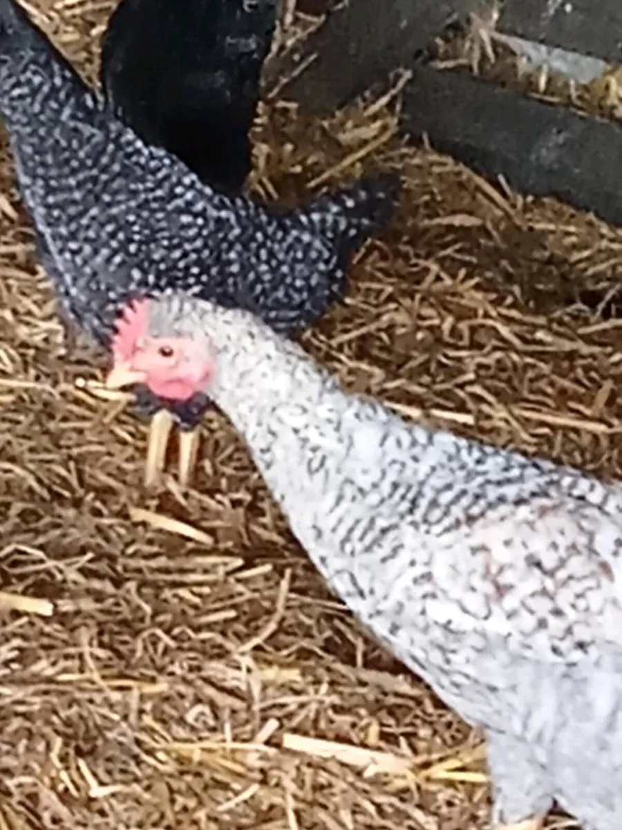 Chicks - Image 4