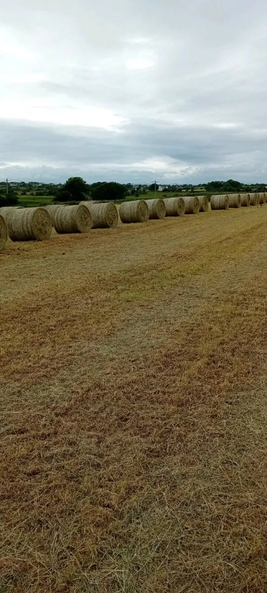 Hay - Image 1