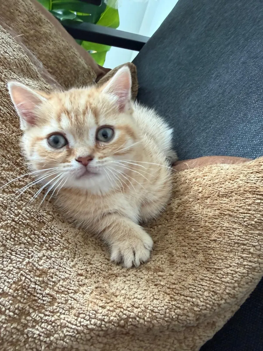 Pedigre registered munchkin - Image 2