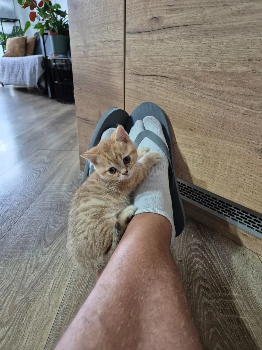 Pedigre registered munchkin - Image 3
