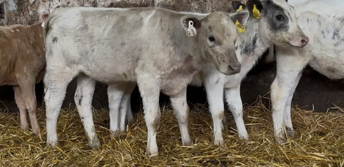6 smashing BB & CH heifers runners - Image 1