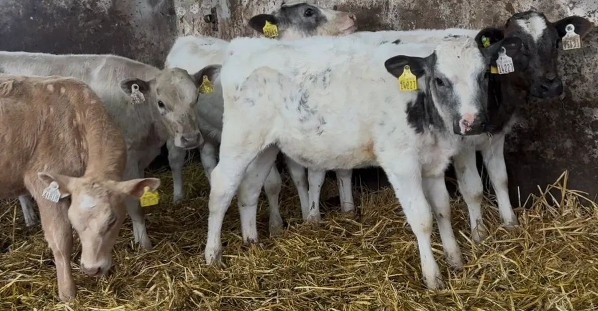 6 smashing BB & CH heifers runners - Image 2