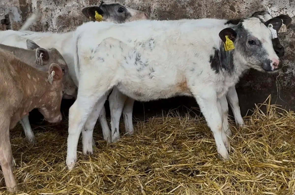 6 smashing BB & CH heifers runners - Image 3