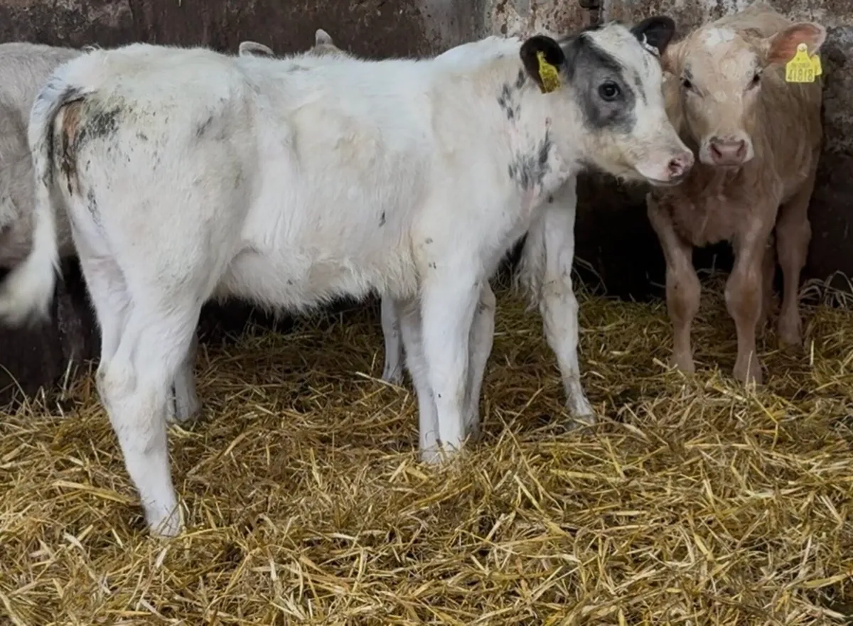 6 smashing BB & CH heifers runners - Image 4