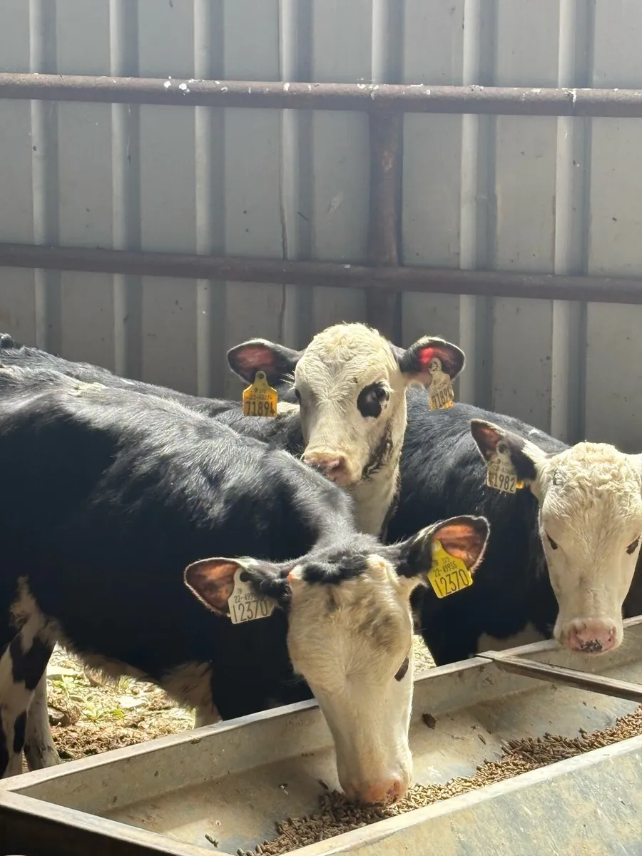 5 FULLY WEANED RUNNERS (NO MOVES) - Image 3