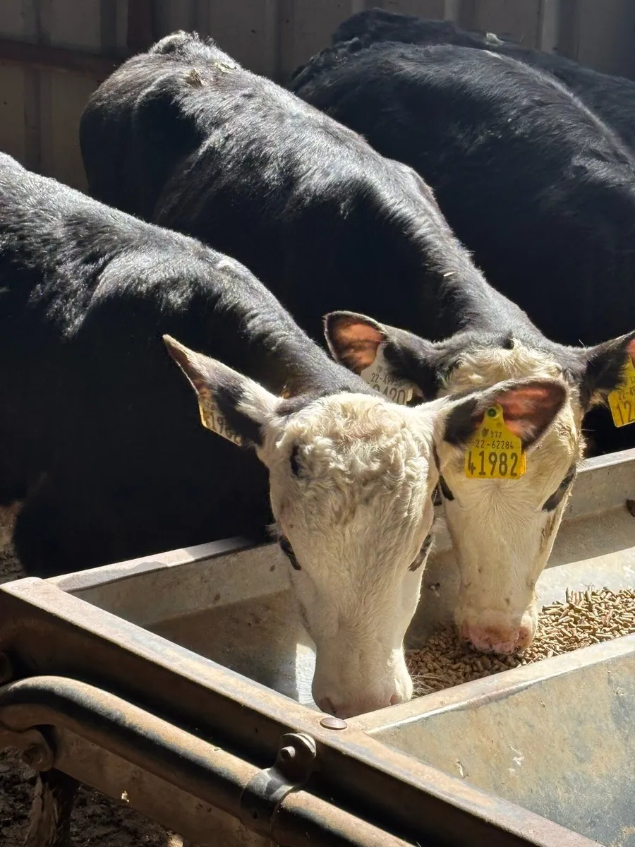 5 FULLY WEANED RUNNERS (NO MOVES) - Image 4
