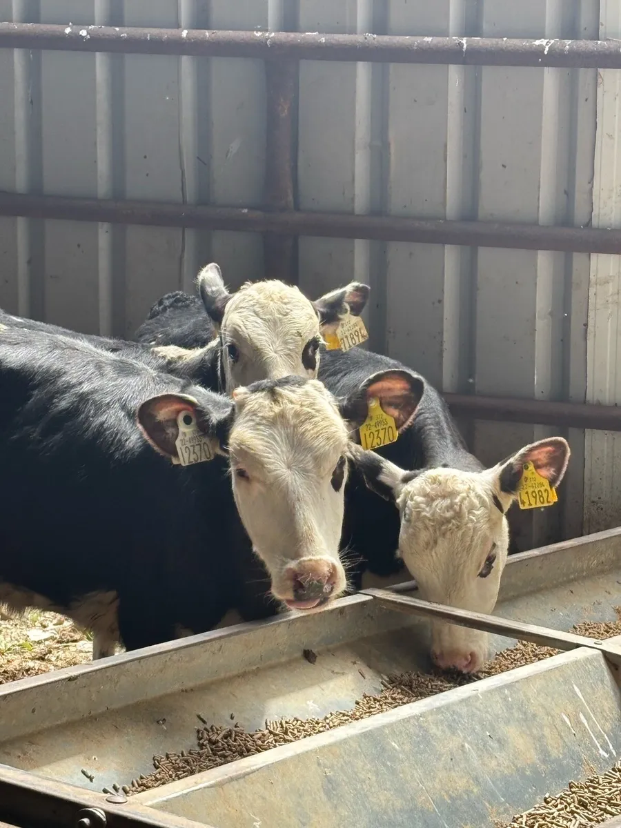 5 FULLY WEANED RUNNERS (NO MOVES) - Image 1