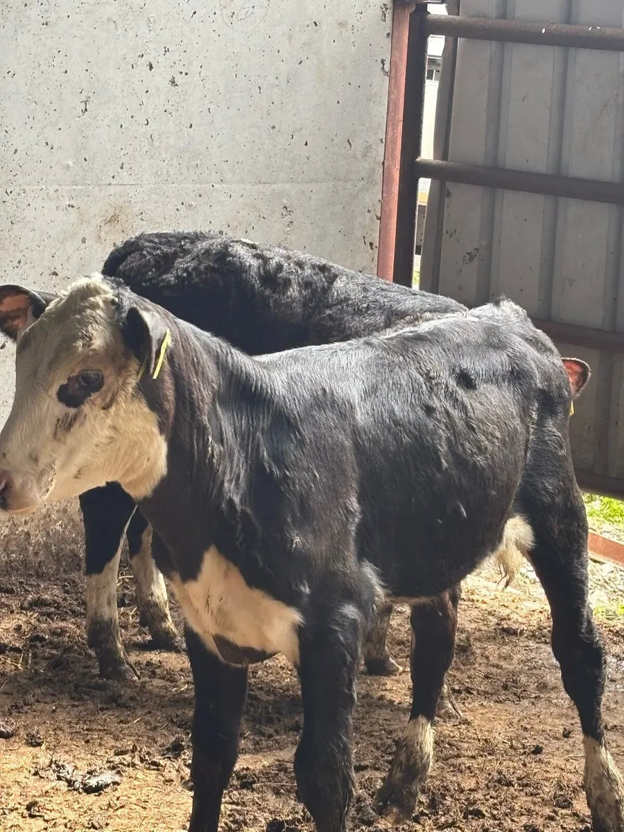 5 FULLY WEANED RUNNERS (NO MOVES) - Image 2