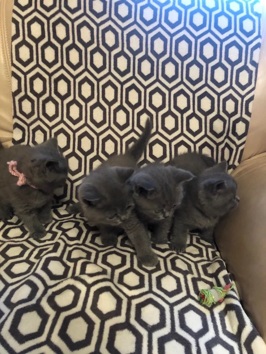 British shorthair kittens - Image 1