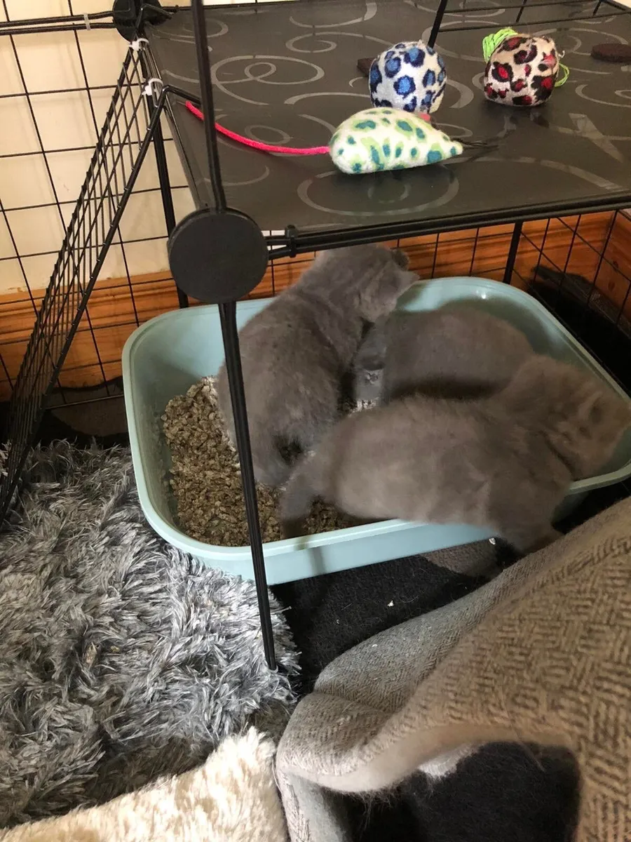 British shorthair kittens - Image 4