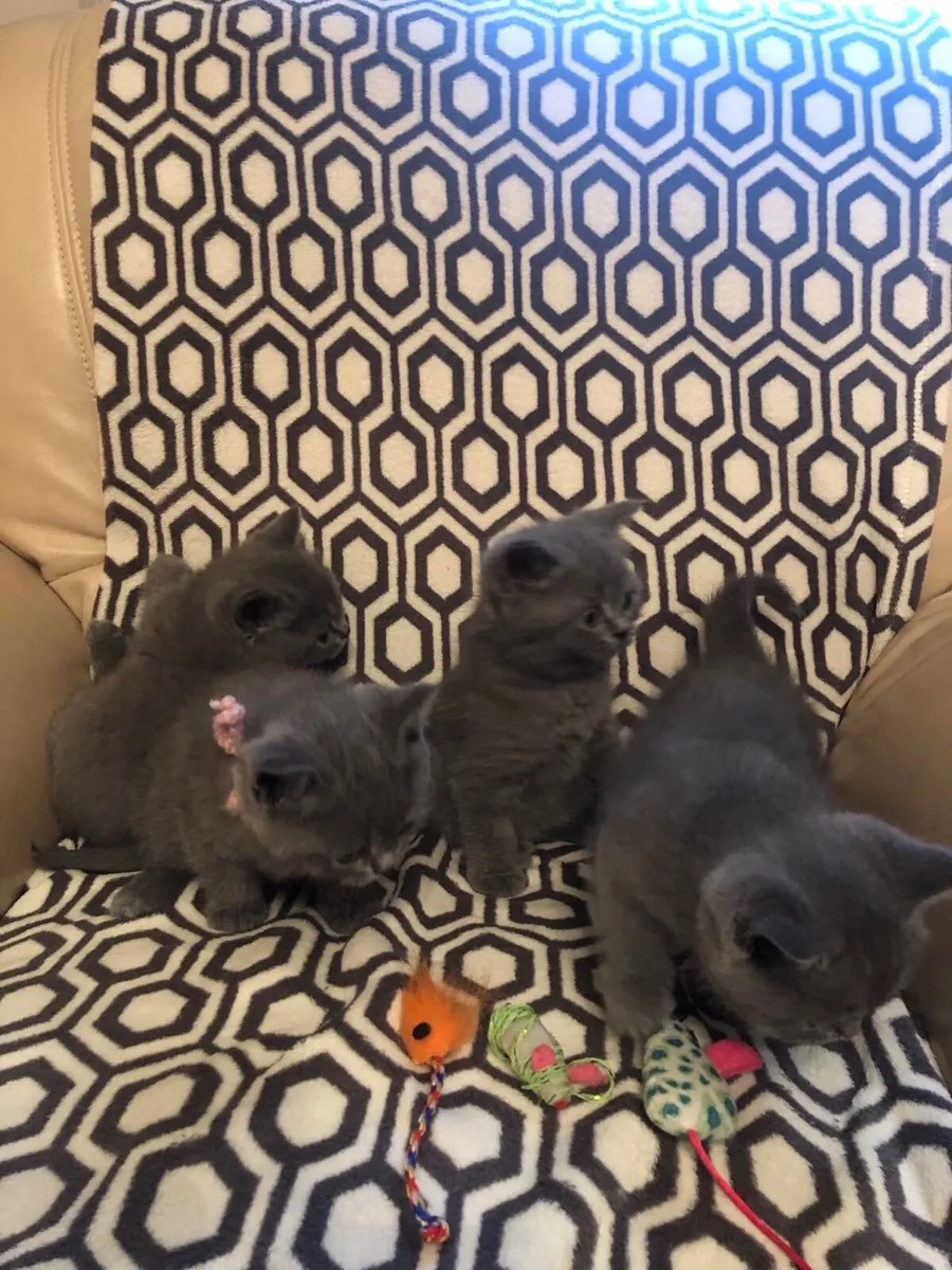 British shorthair kittens - Image 2