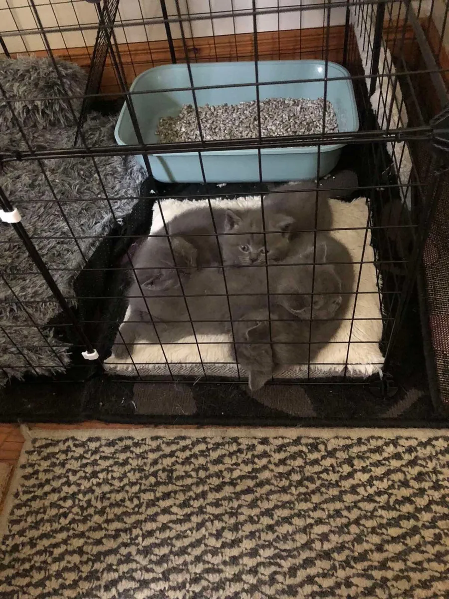 British shorthair kittens - Image 3