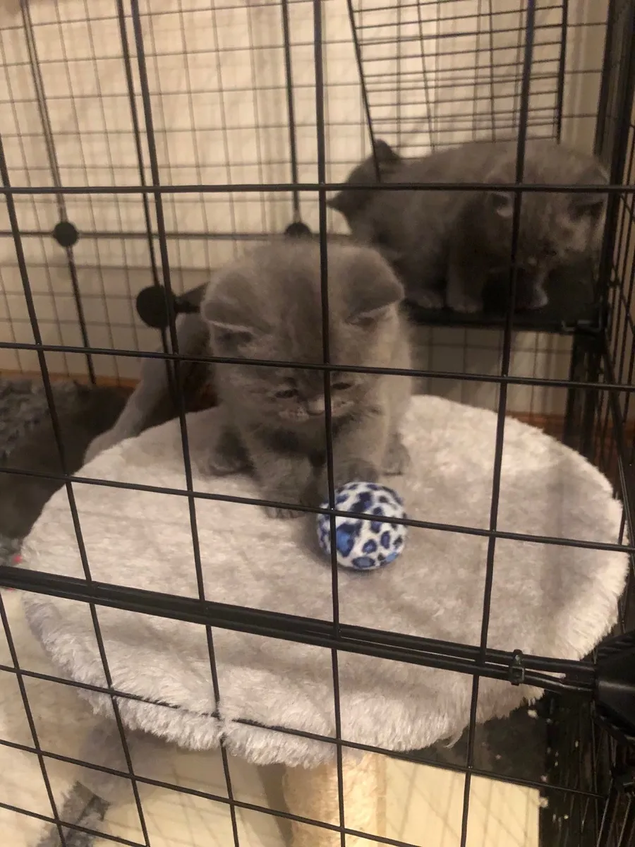 British shorthair kittens - Image 1