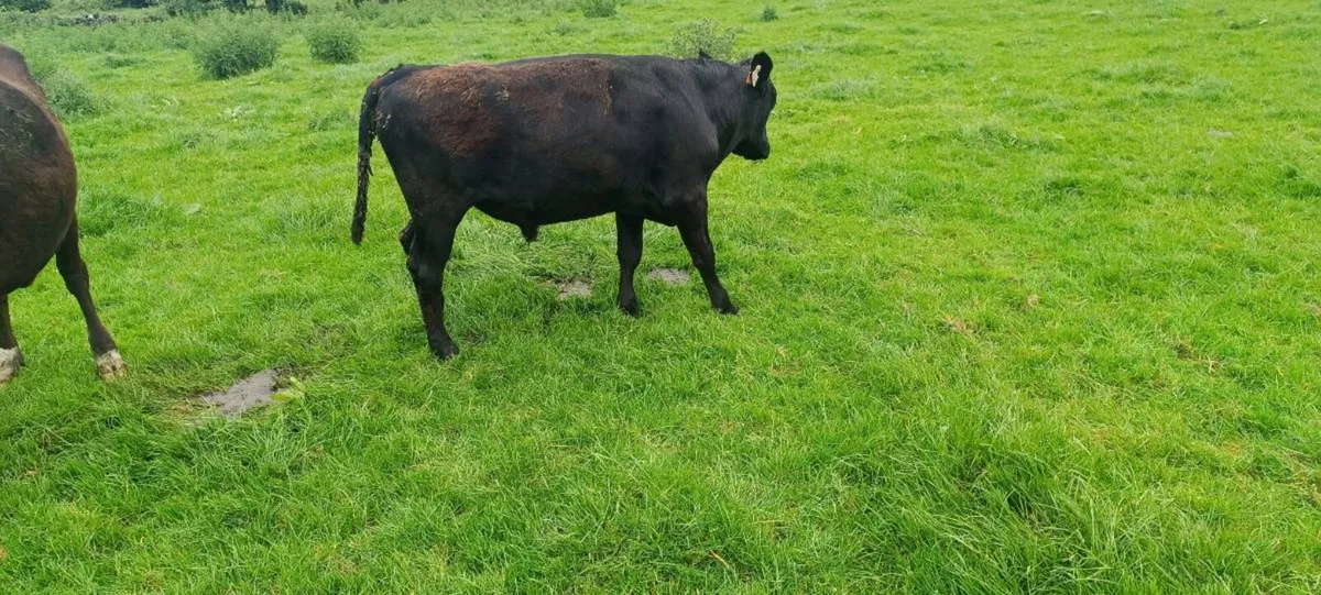 Vasectomised bulls