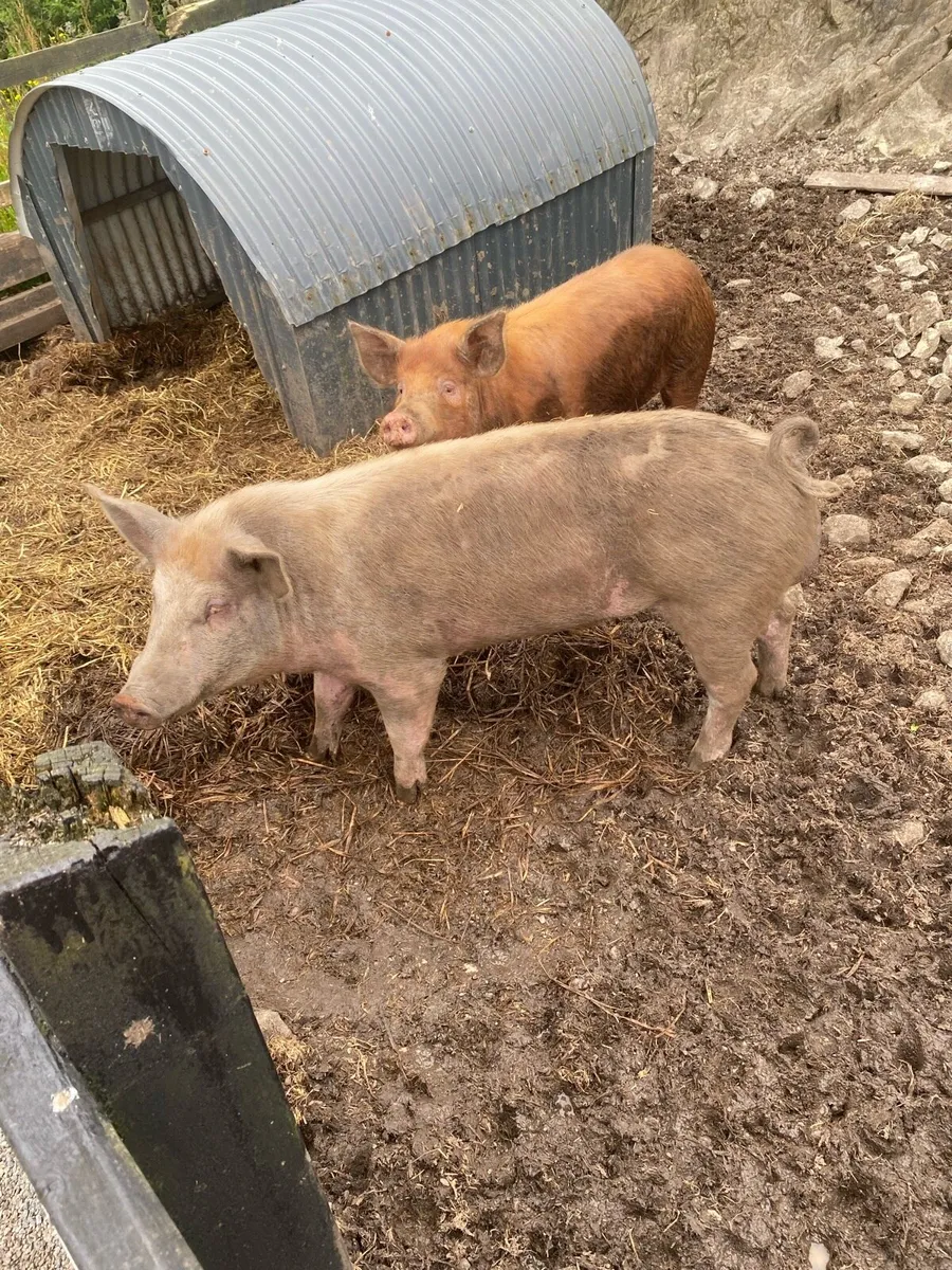 Tamworth pigs - Image 4