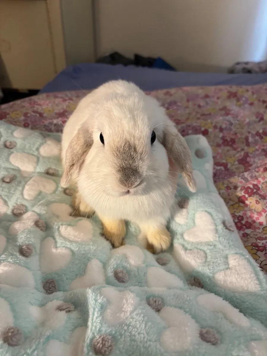 Rabbits For Sale - Image 1