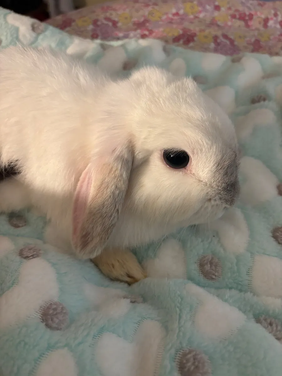 Rabbits For Sale - Image 2