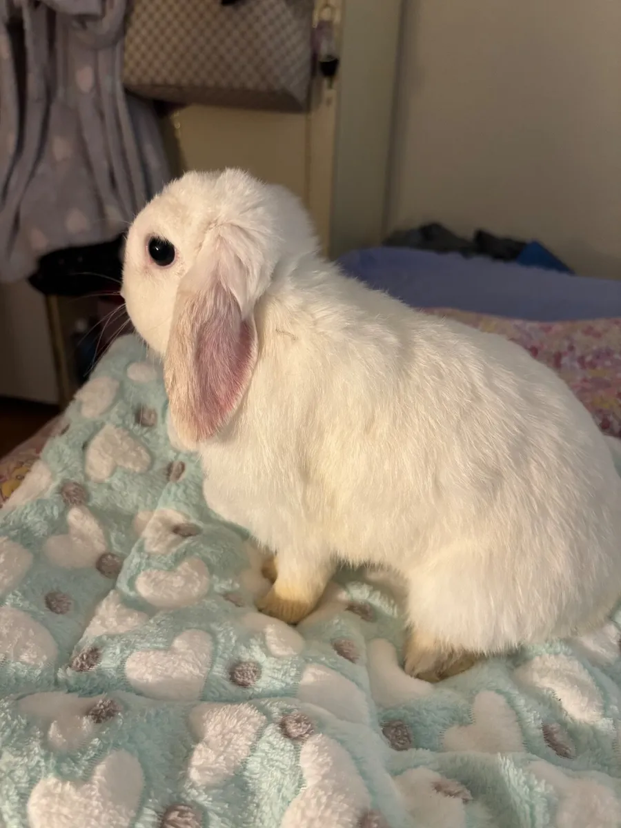 Rabbits For Sale - Image 3